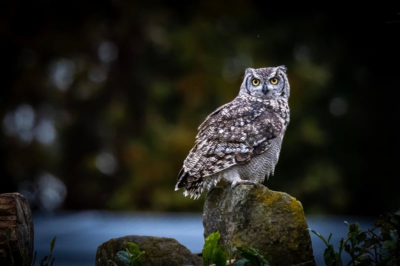 Nature Conservation